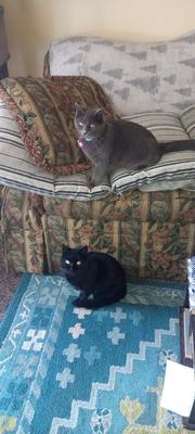 Urgent Need for Cat Foster - 1 WEEK ONLY